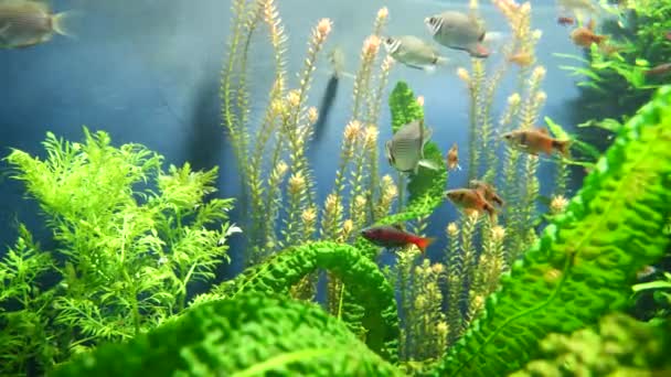 Close Shot Different Colored Fish Water Plants Zoo Aquarium — Stockvideo