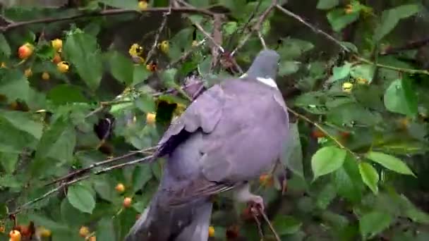 Wood Pigeon Eats Cherry Harvest Tree Agricultural Pest Close — Vídeos de Stock