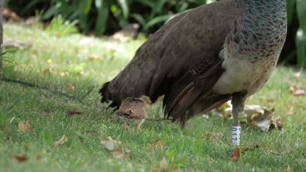 Pavão Fêmea Domesticado Seu Filhote Procura Comida Parque Relva Verde — Vídeo de Stock