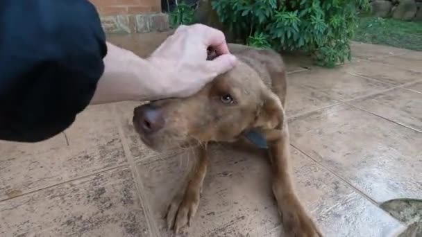 Young Pet Dog Patting Home Door — Stockvideo