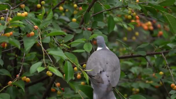 雀鸟在没有保护网的樱桃树上吃成熟的樱桃 以保护雀鸟 — 图库视频影像