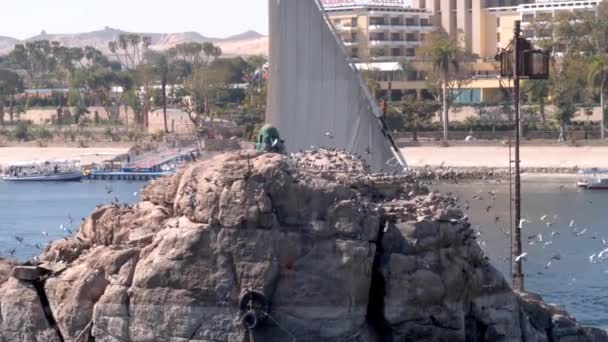 Птицы Летают Садятся Скалу Фелуккой Позади Реки Нил Асуане Египет — стоковое видео