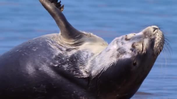 Sea Lion Stretching Its Neck Shore Close — 图库视频影像