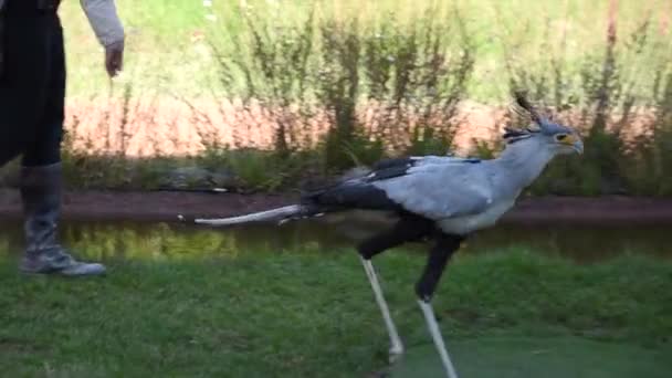 Ένα Εξωτικό Πουλί Μακριά Φτερά Πιάνει Και Τρώει Ένα Σπόρο — Αρχείο Βίντεο