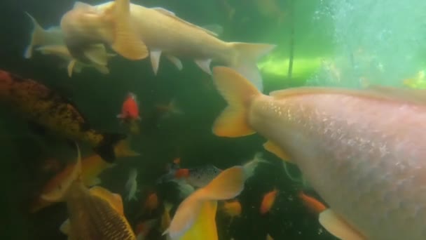 スイスの養魚場にある金魚や水族館の鯉 空からの光 水中のゴプロフィール — ストック動画