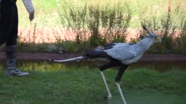Uccello Esotico Cattura Mangia Con Becco Seme Gettato Dall Allevatore — Video Stock