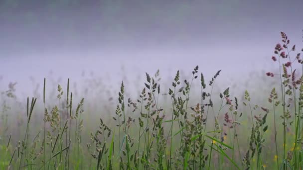 Dactylis Glomerata Feld Morgennebel Schwenkrecht — Stockvideo