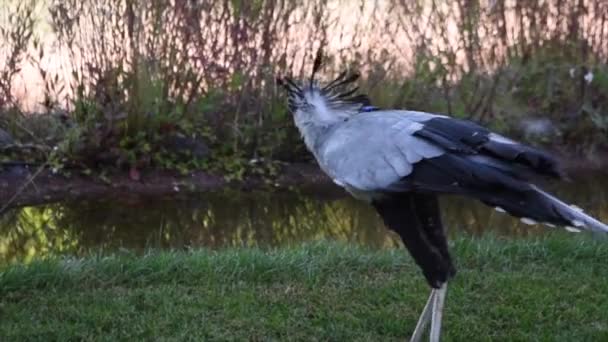 Egzotyczny Ptak Długimi Nogami Biegnie Łapać Nasiona Rzucane Przez Hodowcę — Wideo stockowe