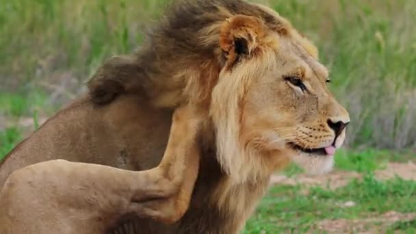 Side View Adult Lion Sitting Grassfield Scratching Its Itchy Head — Stockvideo