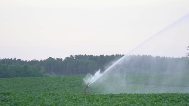 Potato Field Irrigation Sunset Farmer Watering His Crops Because Drought — Stock videók