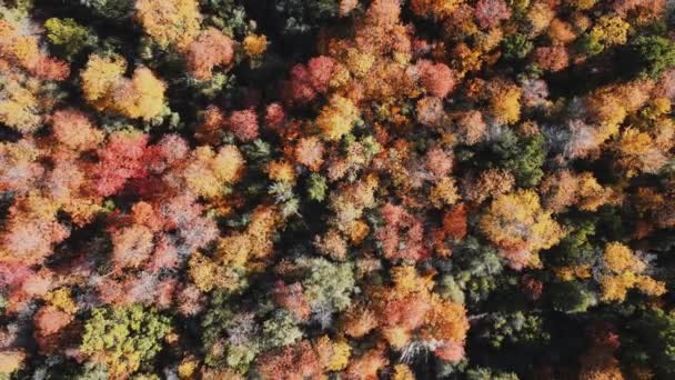 Aerial View Trees Bushes Autumn Season Daytime — Vídeos de Stock