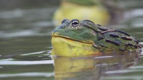 Closeup Portrait African Bullfrog Pond Washing Face Front Legs Turning — 비디오