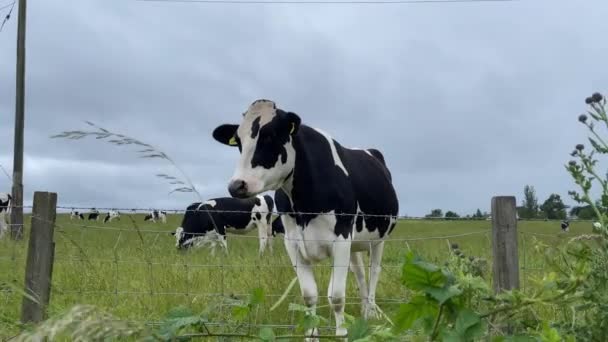 Curiours Cow Standing Next Barbed Wire Fence — Video