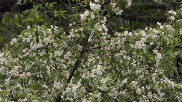 Connecticut Warbler Macho Capturas Come Gusano Ramas Árboles — Vídeo de stock