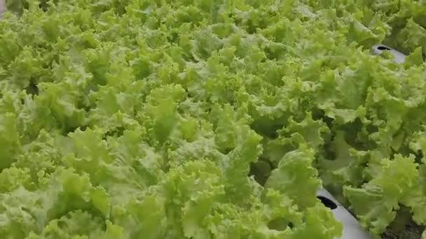 Green Lettuce Ready Part Good Fresh Salad Healthy Food Compounded — Vídeo de Stock