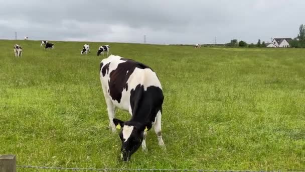 Close Static Shot Young Cow Eating Grass Peacefully Large Field — Vídeo de stock