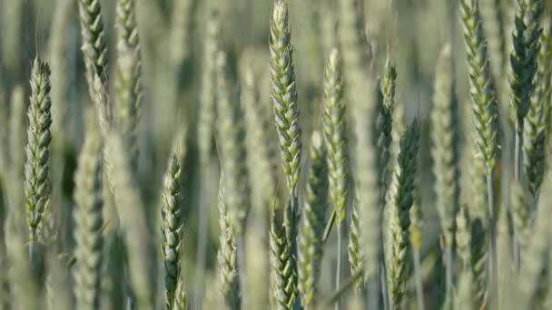 Swaying Green Crops Unripe Wheat Fields Summer Breeze Close — Stock Video