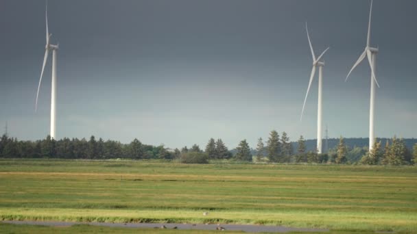 Flock Wild Geese Lush Green Meadow Northern Coast Wind Turbines — Stockvideo