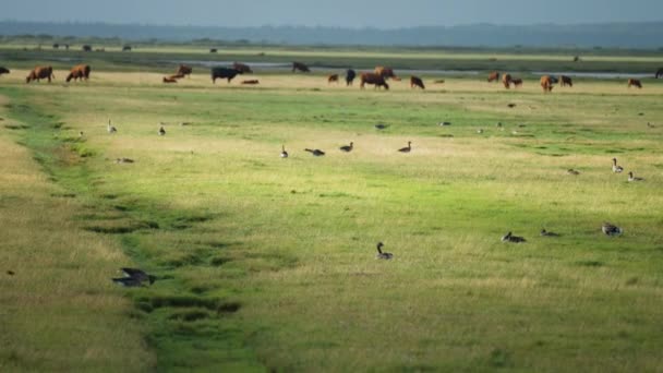 Flock Wild Geese Herd Cows Lush Green Meadow Northern Coast — Αρχείο Βίντεο