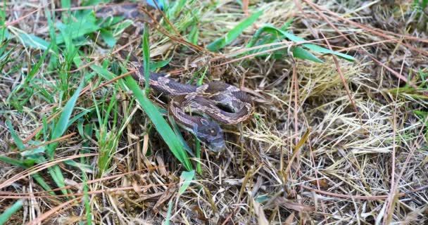 Static Video Western Rat Snake Pantherophis Obsoletus Snake Coiled — 图库视频影像