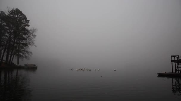 Weiße Pelikane Schwimmen Frühmorgens Einem Nebligen Texanischen See — Stockvideo