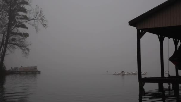 Pelícanos Blancos Nadando Lago Nublado Texas Temprano Mañana — Vídeo de stock