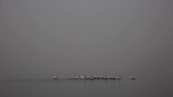 Pelícanos Blancos Nadando Lago Nublado Texas Temprano Mañana — Vídeo de stock