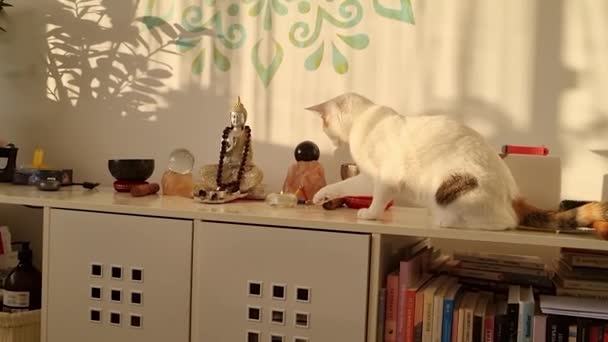 White Curious Cat Plays Fire Candle — Stockvideo