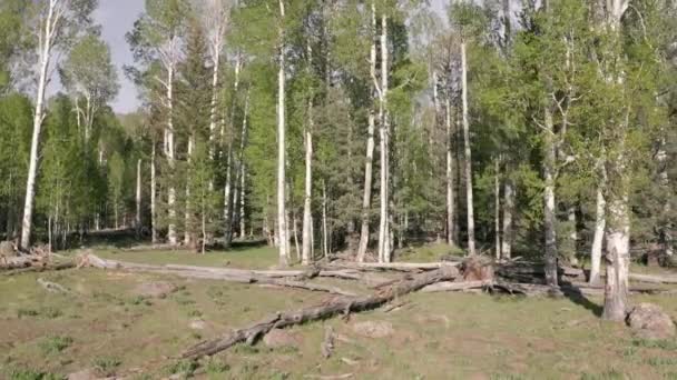 Camera Moves Left Tilts Aspen Trees — Vídeo de Stock