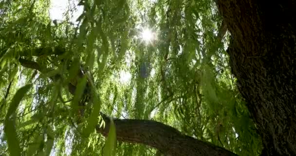 Camera Moves Forward Sun Bursts Weeping Willow Tree — Stock Video