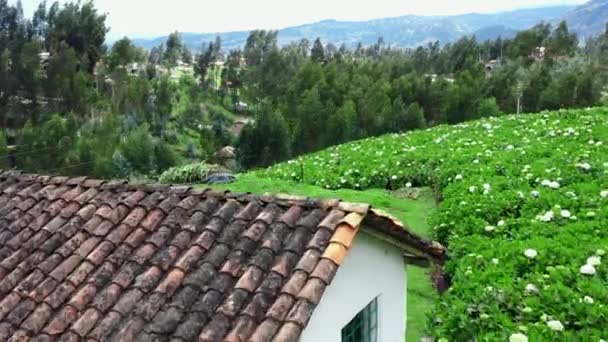 Hydrangea Flower Field Evergreen Trees Daytime Aerial — Stockvideo