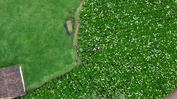 Overhead View People Hydrangea Field Cuenca Ecuador Aerial Ascend — Vídeos de Stock