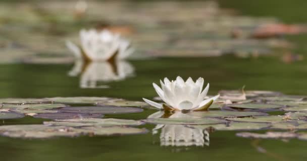 Lotus Plants Wading Pond — Stock Video