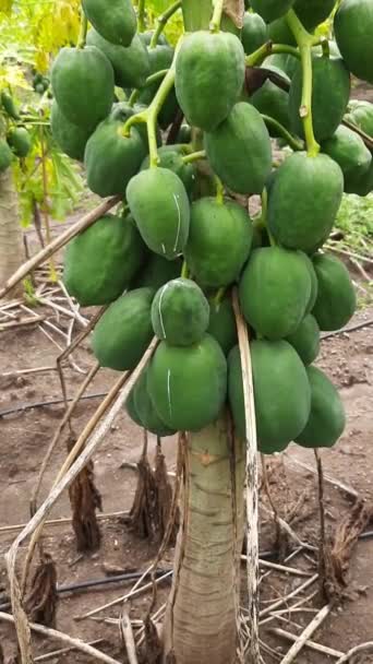 Närbild Papaya Trädet Med Frukt Trädet Partiet Grön Papaya Trädet — Stockvideo