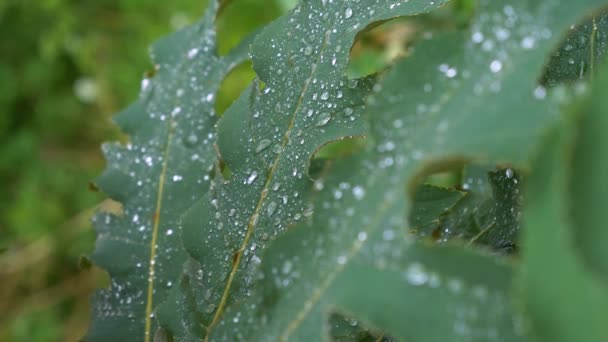 Morning Dew Drop Falling Leaf Forest Static Real Time Shot — Stock Video