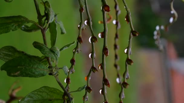 Tracking Shot Frozen Dew Drops Tree Branch Blurred Background Vertical — Video Stock