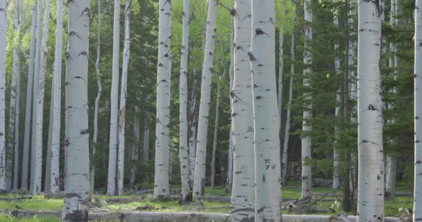 Static Shot Aspen Trees — 图库视频影像