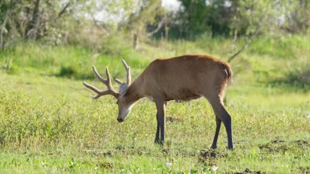 Handheld Wildlife Shot Wild Tawny Marsh Deer Blastocerus Dichotomus Walking — Video