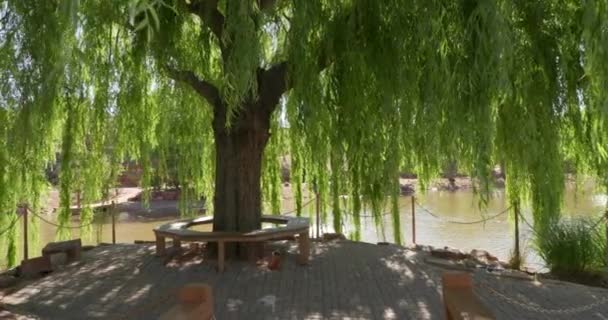 Camera Moves Forward Large Weeping Willow Tree — Wideo stockowe