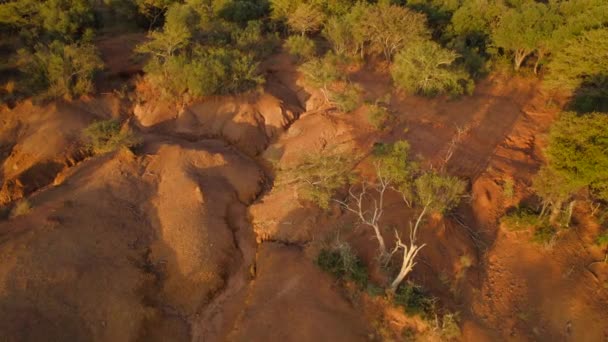 Forward Moving Aerial Sand Dunes Grassland Thick Density Trees Africa — Video Stock