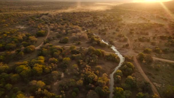 Birds Eye View Grassy Woodland Showing Widely Spaced Trees Dusty — Vídeo de Stock