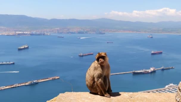 One Monkeys Gibraltar Sitting Rock Ocean Harbor Background — Vídeos de Stock