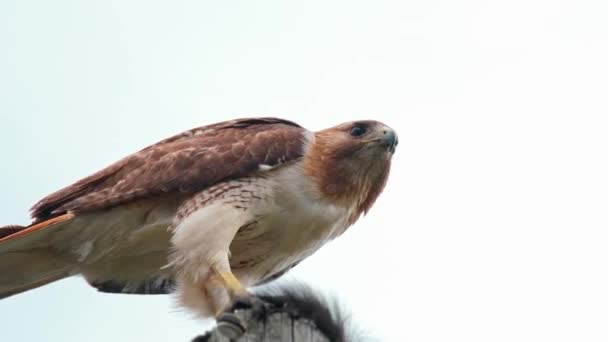 Red Tailed Hawk Sitting Telephone Pole Eating Black Squirrel Urban — ストック動画