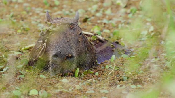 Sleepy Capybara Hydrochoerus Hydrochaeris Peacefully Soaking Water Full Various Vegetations — Stok video