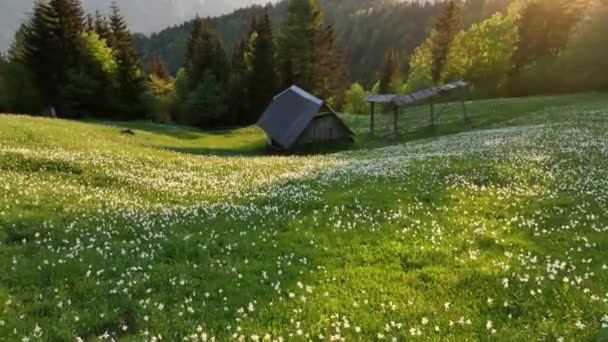 Gün Batımında Tepelerde Nergis Çiçekleri Julian Alpleri Arka Planda Huş — Stok video
