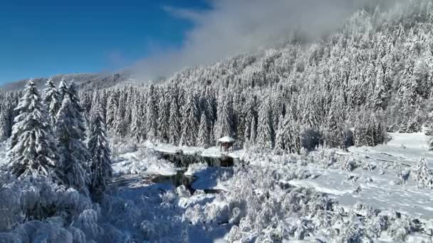 Winter Morning Nature Fresh Snow Beautiful Blue Sky Zelenci Springs — ストック動画