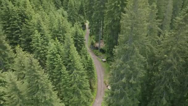 Ascending Top Shot Beautiful Road Pine Trees Mountains Sunny Day — Vídeos de Stock