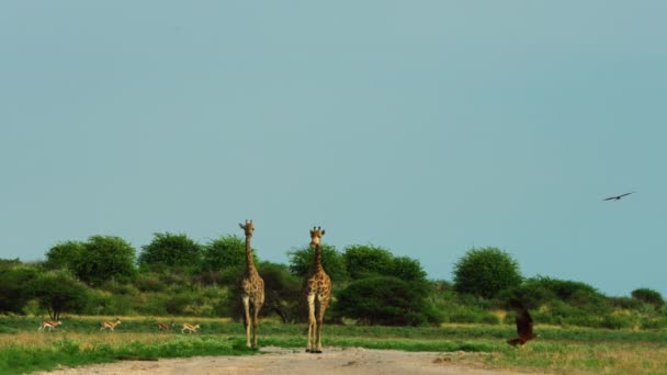 Couple Giraffe Walking Field Other Animals Central Kalahari Game Reserve — Stockvideo