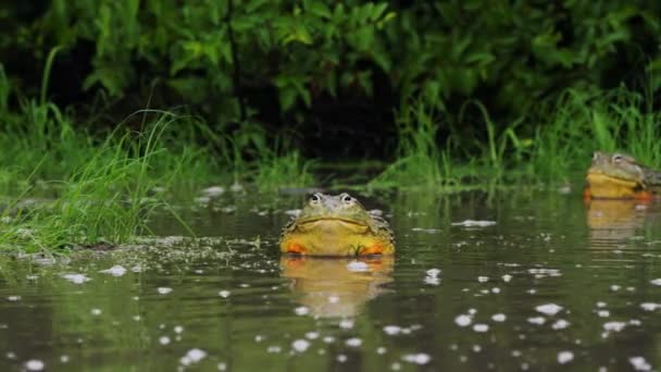 View African Giant Bullfrogs Shallow Water Wide — Stock Video