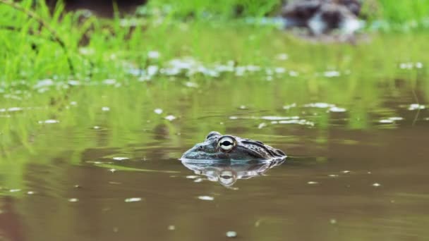 Male African Giant Bullfrog Pyxicephalus Adspersus Sitting Pond Close — Stock Video